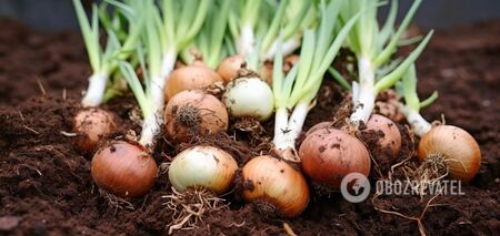 What you must do before planting onions for the winter for a plentiful harvest: an important tip