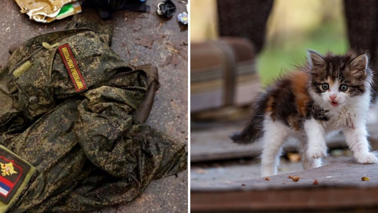 Instead of Lada, dumplings or fish: mother of the liquidated occupier in Ukraine received a kitten. Video
