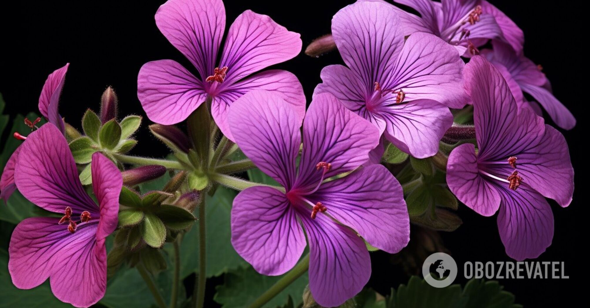 Plant this beautiful flower to suppress weed growth