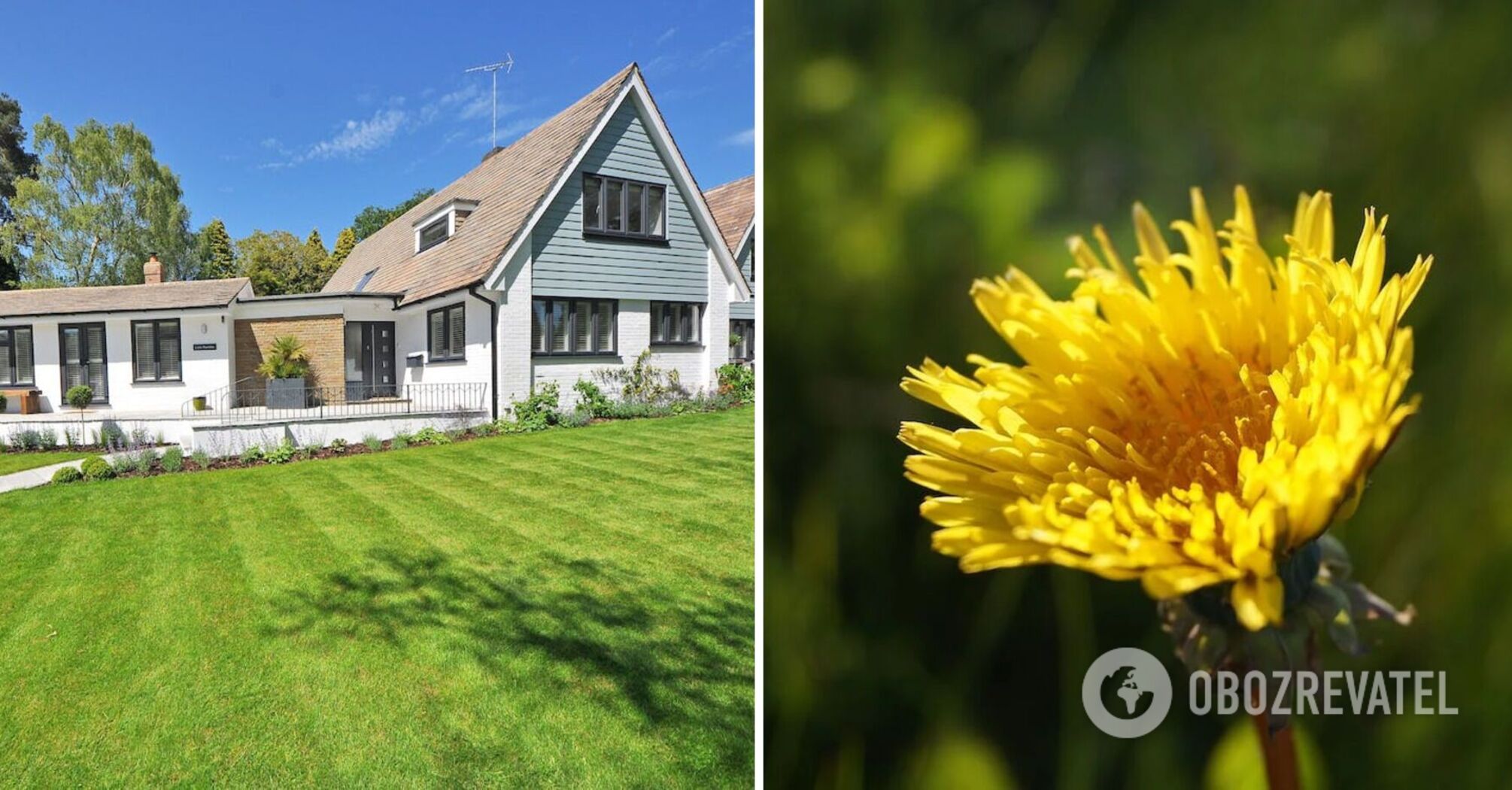 How to get rid of dandelions from the lawn forever: the best method is named