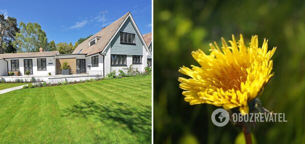 How to get rid of dandelions from the lawn forever: the best method is named