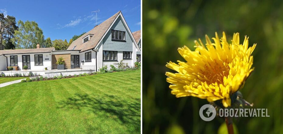 How to get rid of dandelions from the lawn forever: the best method is named