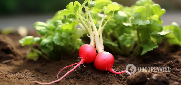 Do it now and forget it: how to plant radishes in the garden before winter