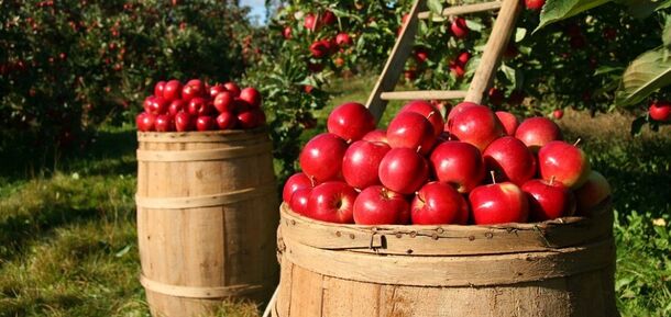 How to properly store apples for the winter so they don't rot: we share effective ways