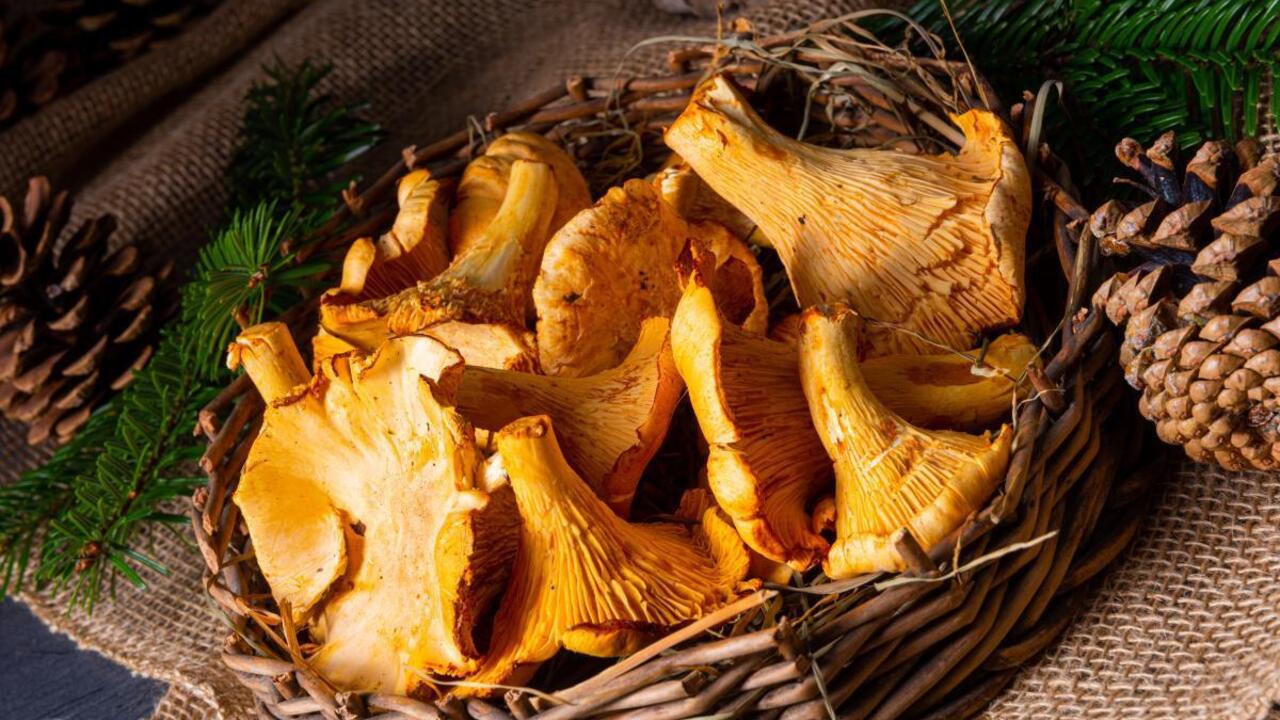 How to quickly rinse chanterelles from sand: you will need flour