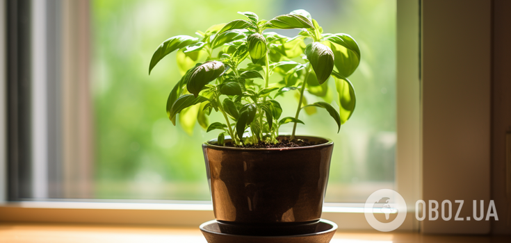 If you miss your garden: what plants can be planted on your balcony in September