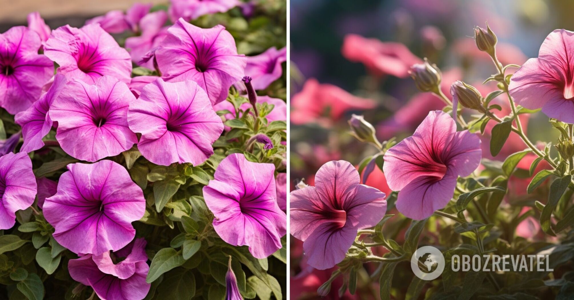 An important lifehack for petunias to bloom until frost
