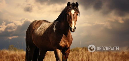 Find a horse without a tail: a riddle that only the most attentive can solve
