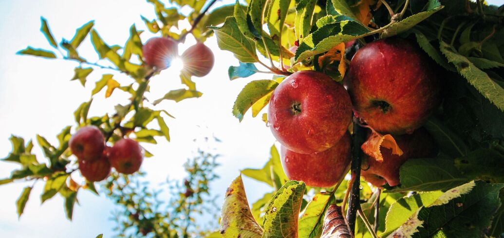Заболевание деревьев