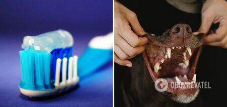 Jak szczotkować zęby psa: bezpieczne sposoby