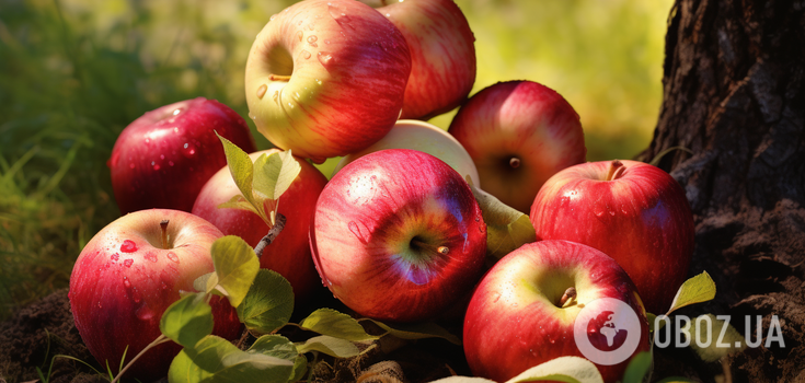 When to pick different apple varieties: an explanation