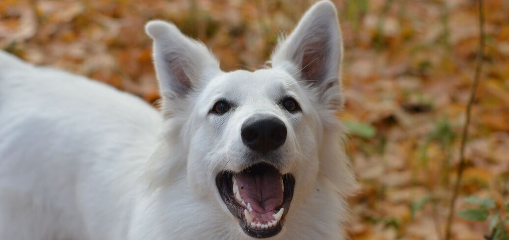 Собаки, которые приносят удачу