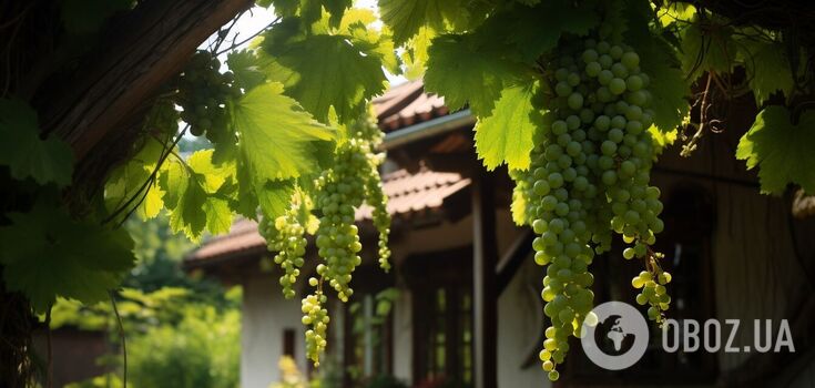 Kiedy zbierać winogrona: sekrety, o których nie wszyscy wiedzą