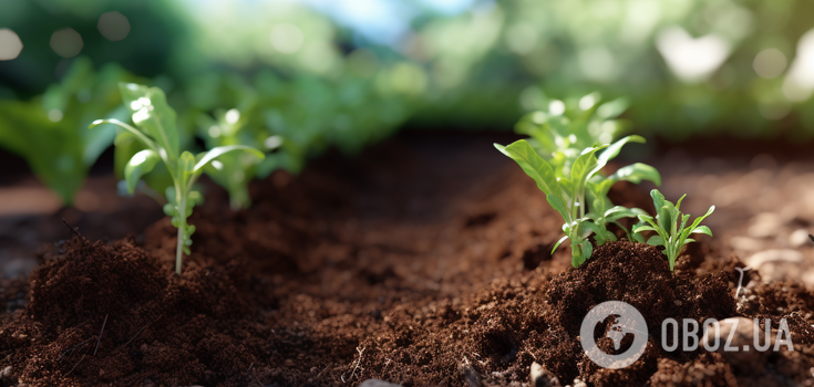 What to plant after potatoes, tomatoes and cucumbers: the harvest will be gigantic