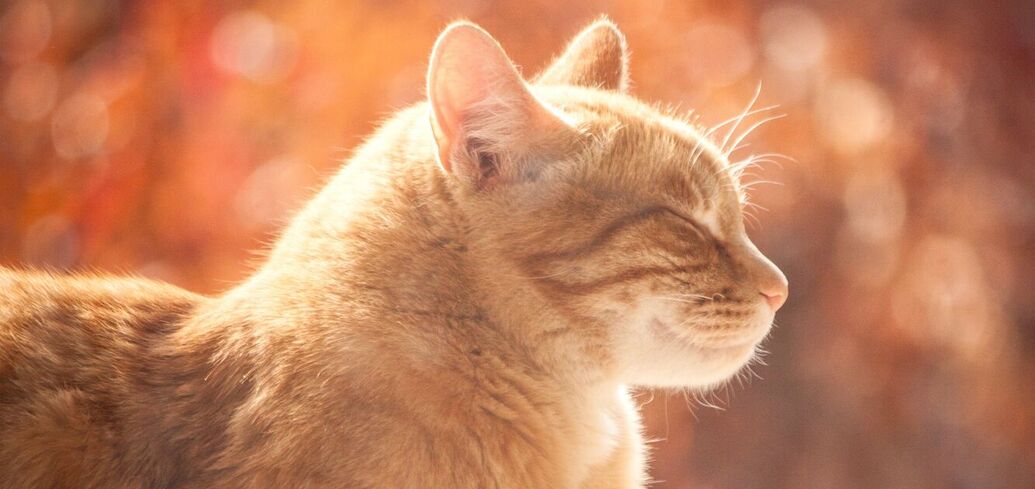 Коты как посланники