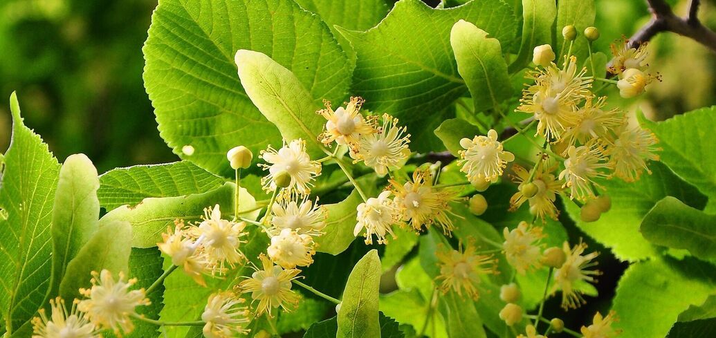 Why linden is healthy