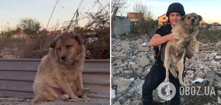 "Every life is important": users were touched by the footage with a dog that was rescued from under the rubble after the Russian strike on Sumy. Video