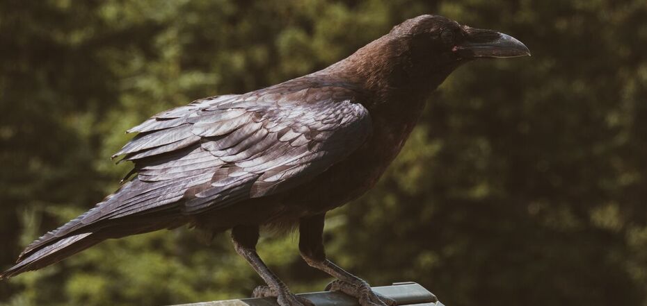 Що означають пернаті гості