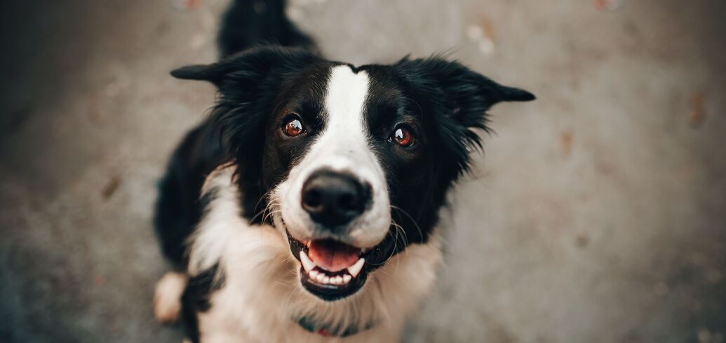 Приметы о собаках