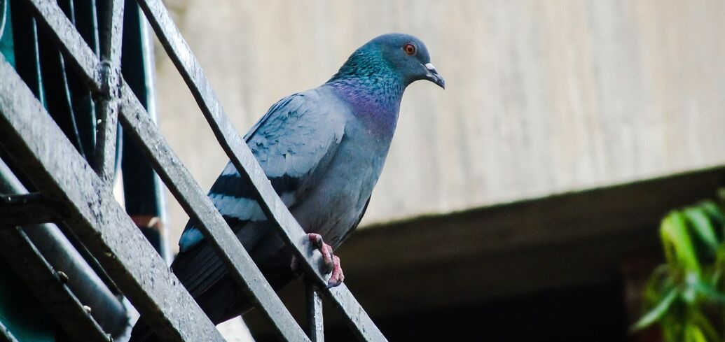 Вести от голубей