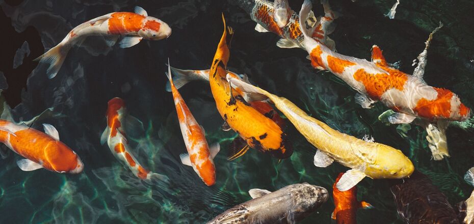 Предвещающие сны о рыбе