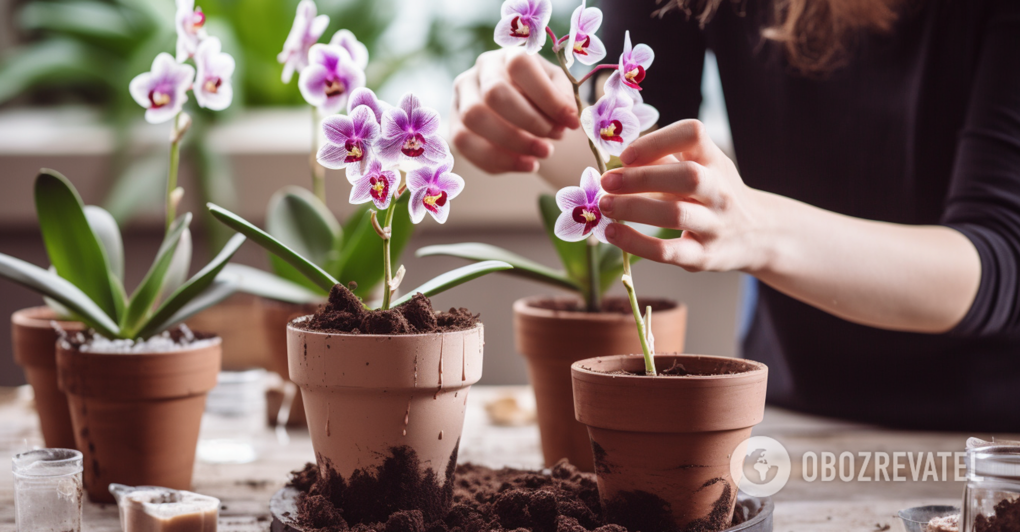 How to encourage a fragile orchid to bloom: four tricks