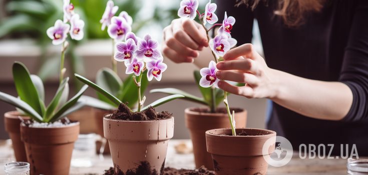Jak zachęcić delikatną orchideę do kwitnienia: cztery sztuczki