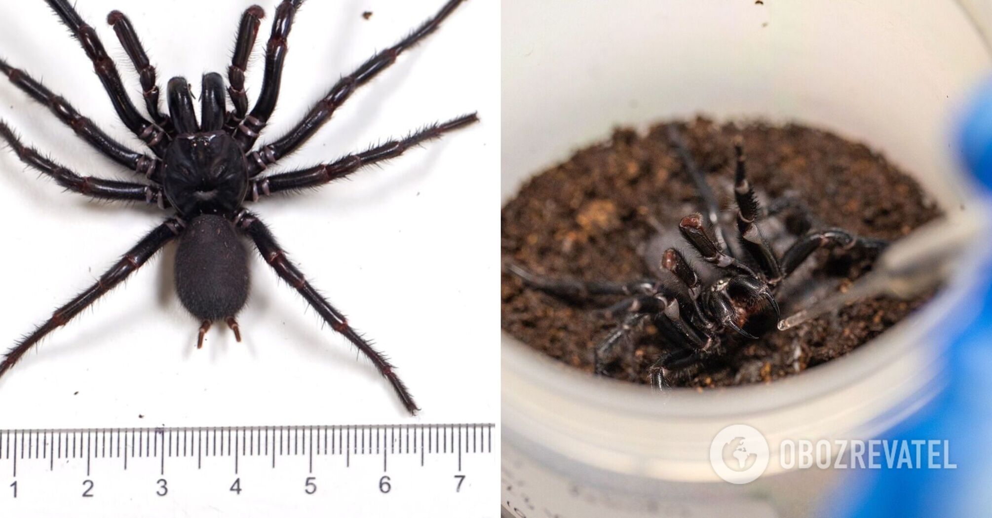 In Australia, the largest male of the world's most venomous spider was found, the fangs of which can penetrate a fingernail. Photo