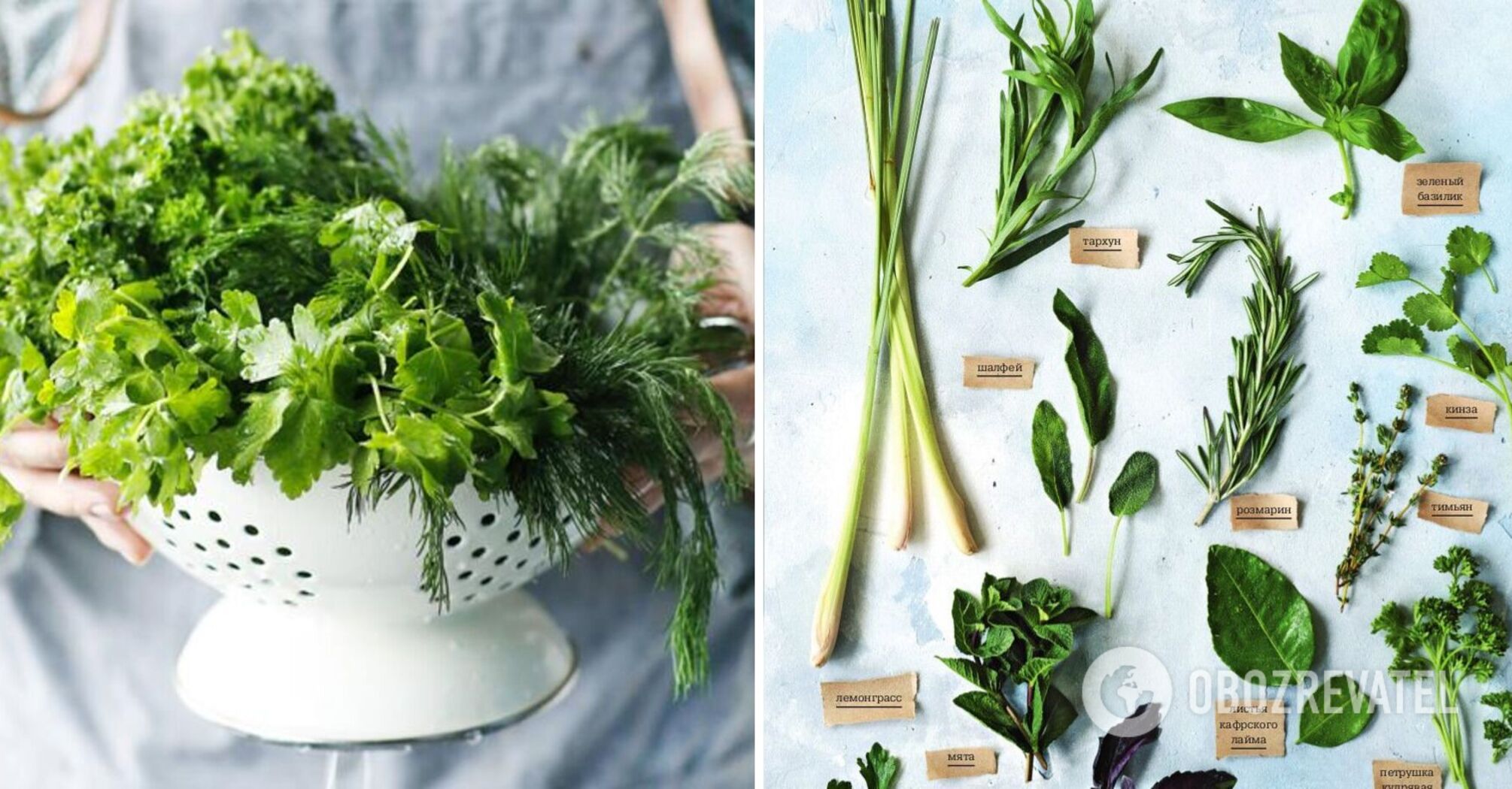 How to store greens to keep them fresher for longer: tips from an expert
