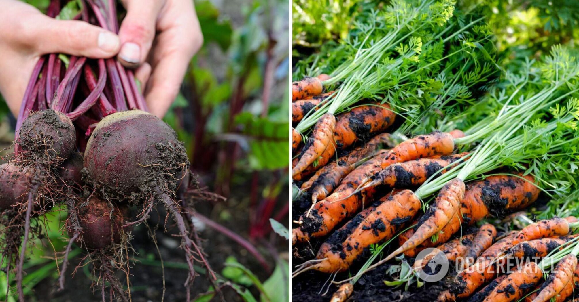 What to feed beets and carrots with to make them sweet: the secret of gardeners