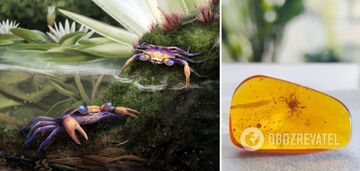 Scientists have found a prehistoric crab that got stuck in amber 100 million years ago. Photos and video