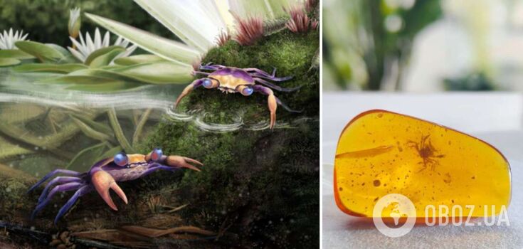 Scientists have found a prehistoric crab that got stuck in amber 100 million years ago. Photos and video
