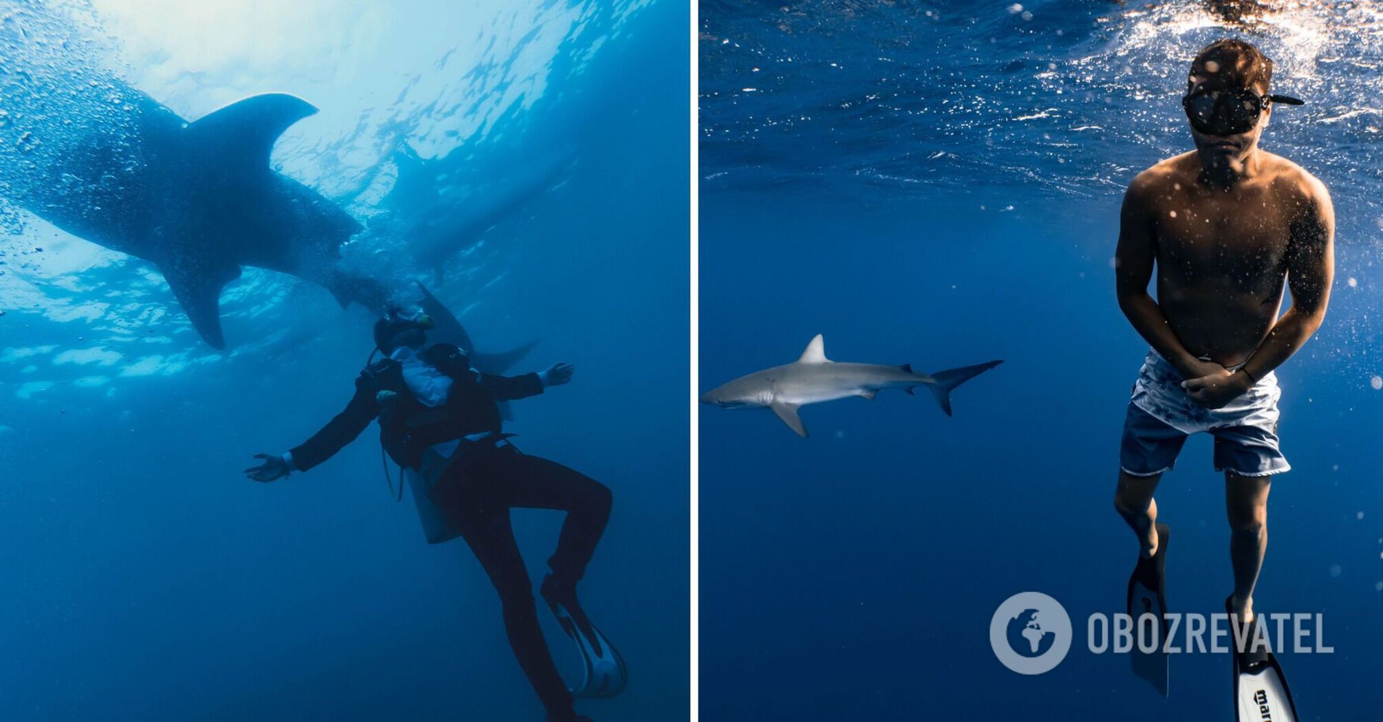 Looking straight into the eyes: a professional diver gives tips on how to survive a shark encounter