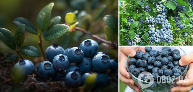 You won't have to buy anymore: how to grow blackberry at home
