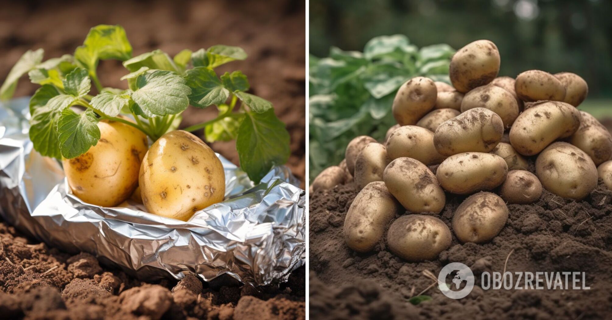 How to significantly increase the potato harvest: ordinary foil can help