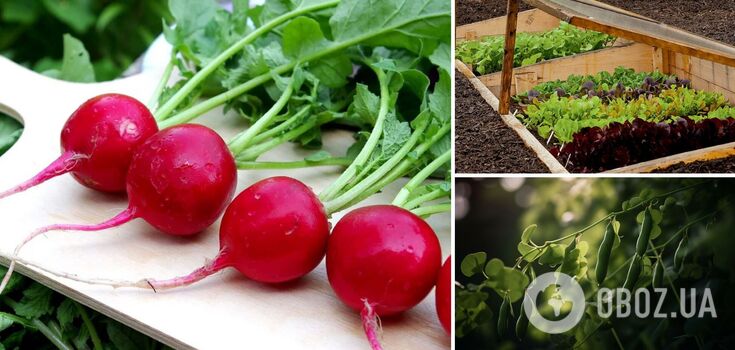 Plant today: which vegetables yield a good harvest in any soil