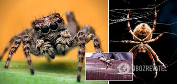 Spiders have child-level intelligence: scientists have claimed superpowers