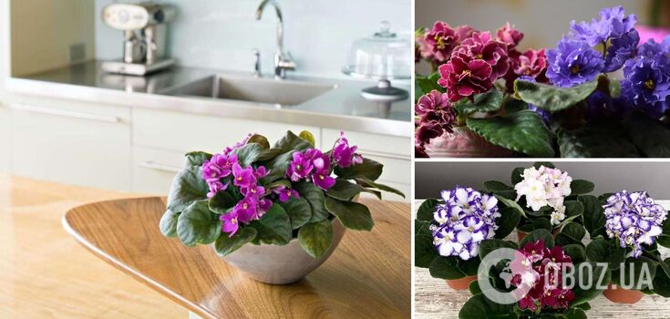 Why you can't grow violets at home and what to do if you already have them