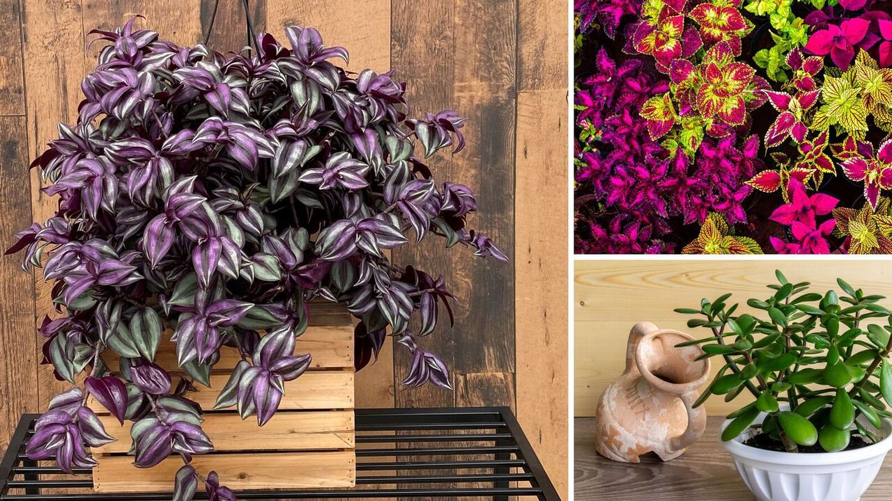 What houseplants to get rid of: spoil the interior and age quickly