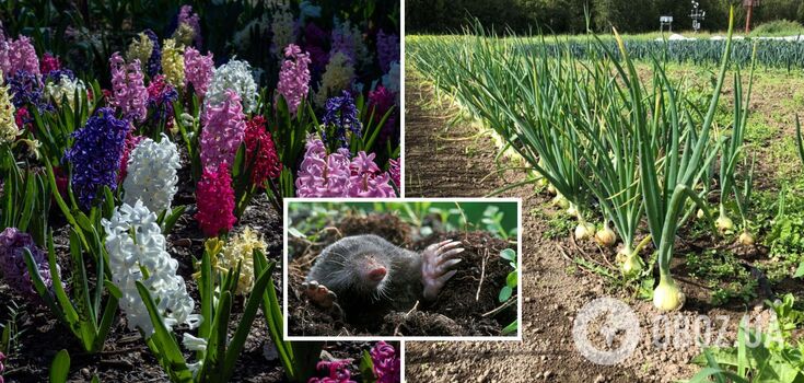 How to drive moles away from the garden: a method without chemicals