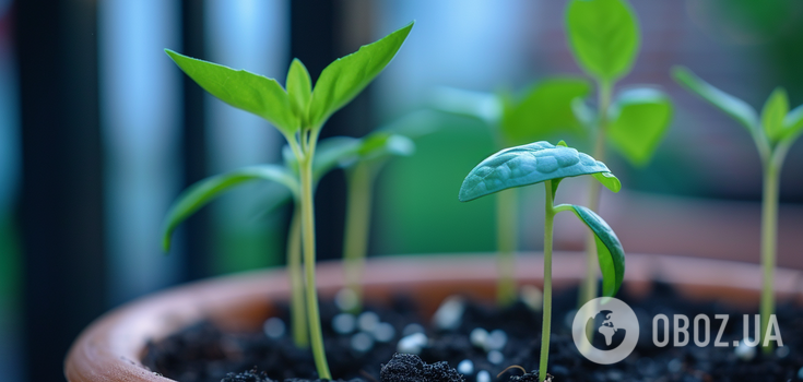Sprouts will feel great: how to prepare pepper and tomato seeds for sowing