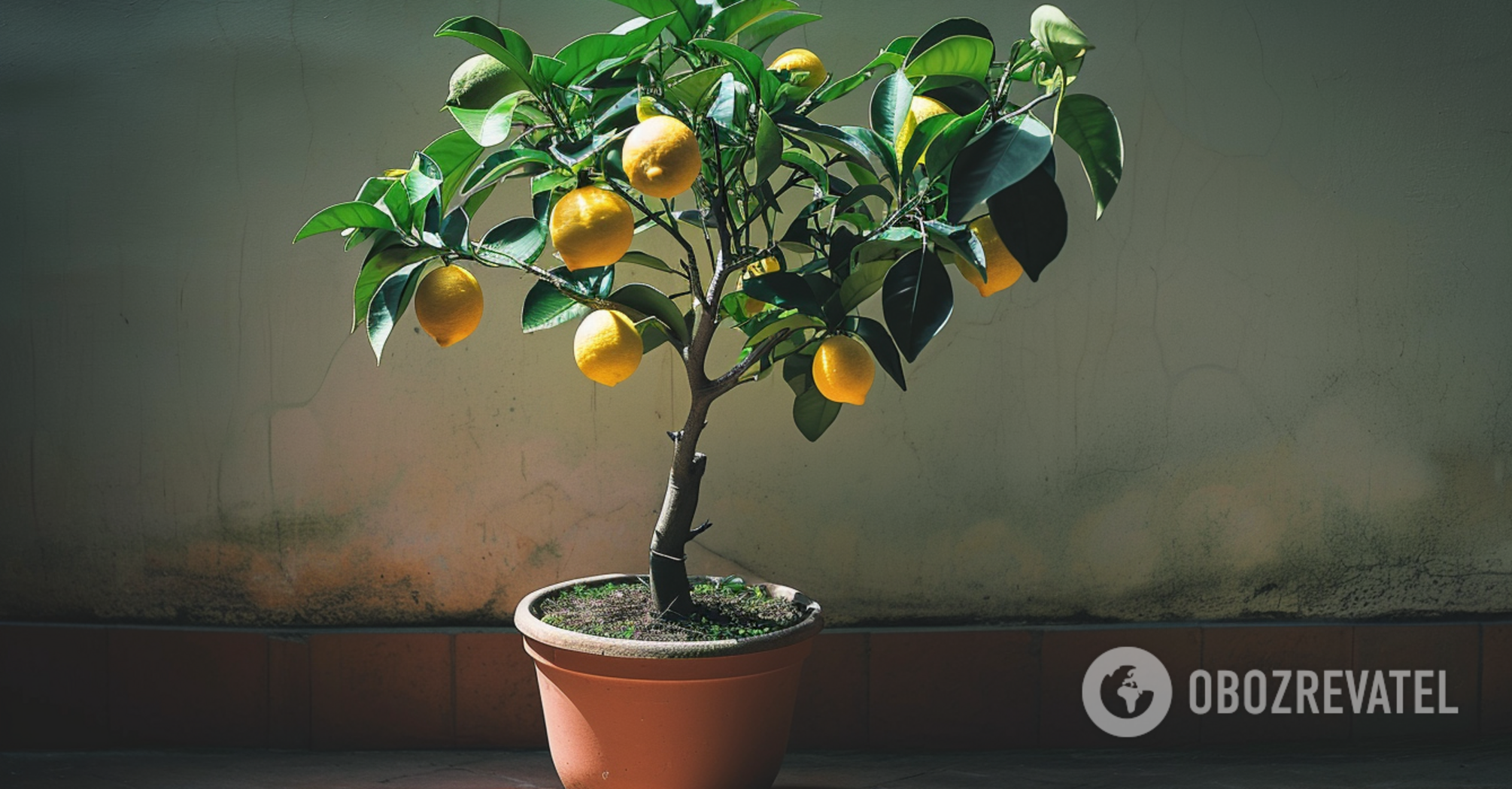 Childhood dream: how to grow lemon from seed at home