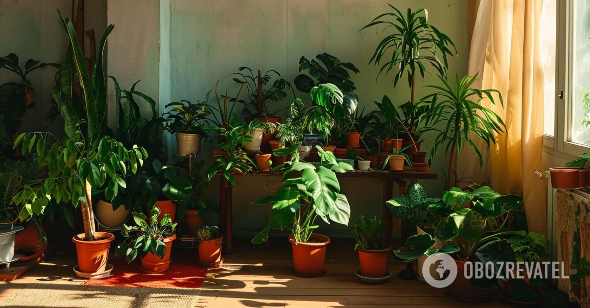 Morning or evening: when it is better to water indoor flowers and what is the difference