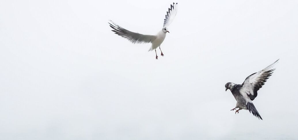 Приметы и поверья о птицах