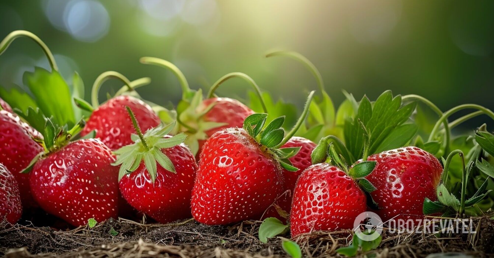How to double strawberry harvest: simple tricks