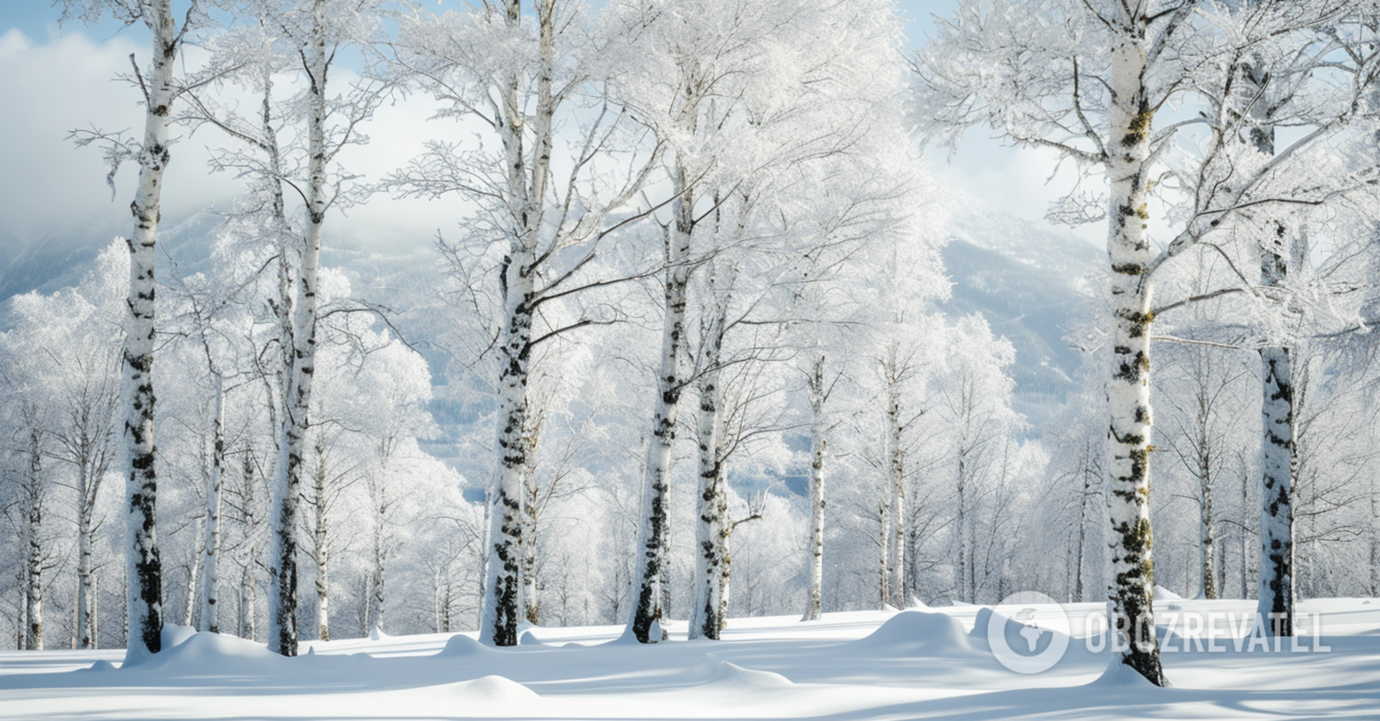 Why you should not knock ice off trees: what is the danger