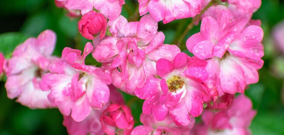 Прикмети та повір'я