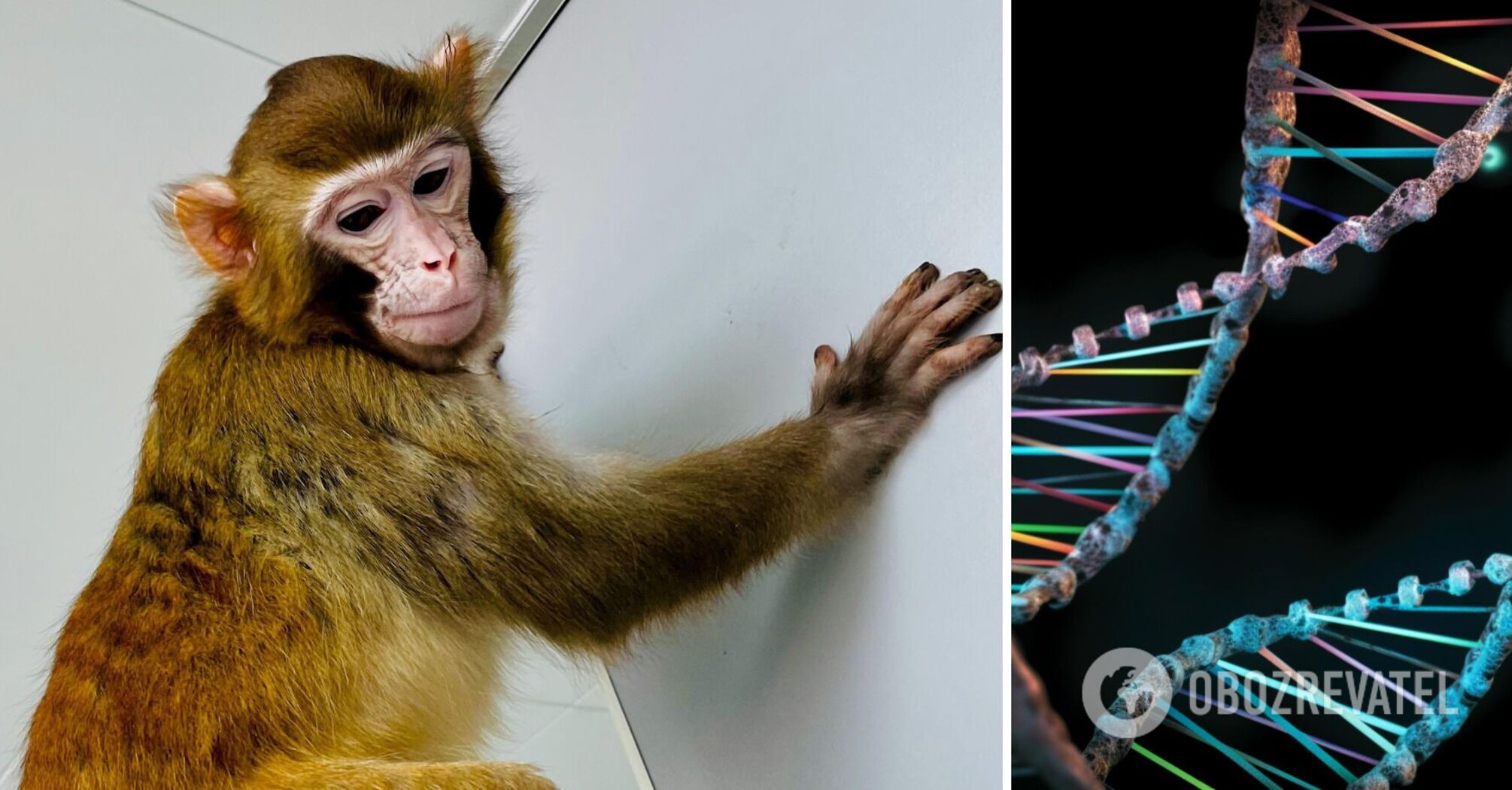 A monkey was secretly cloned in China and recognized it only 3 years later: are scientists ready to repeat it on humans?