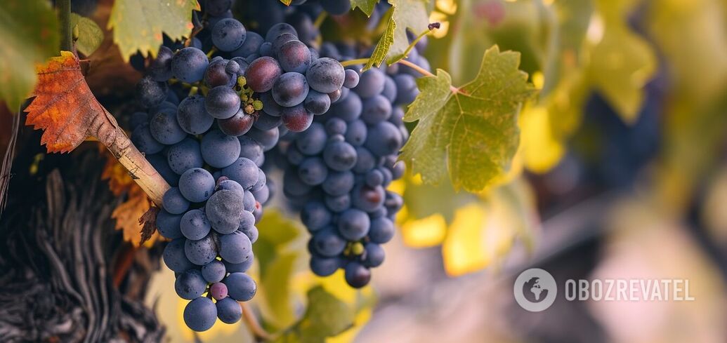 Harvest will be twice as big: what to plant next to grapes