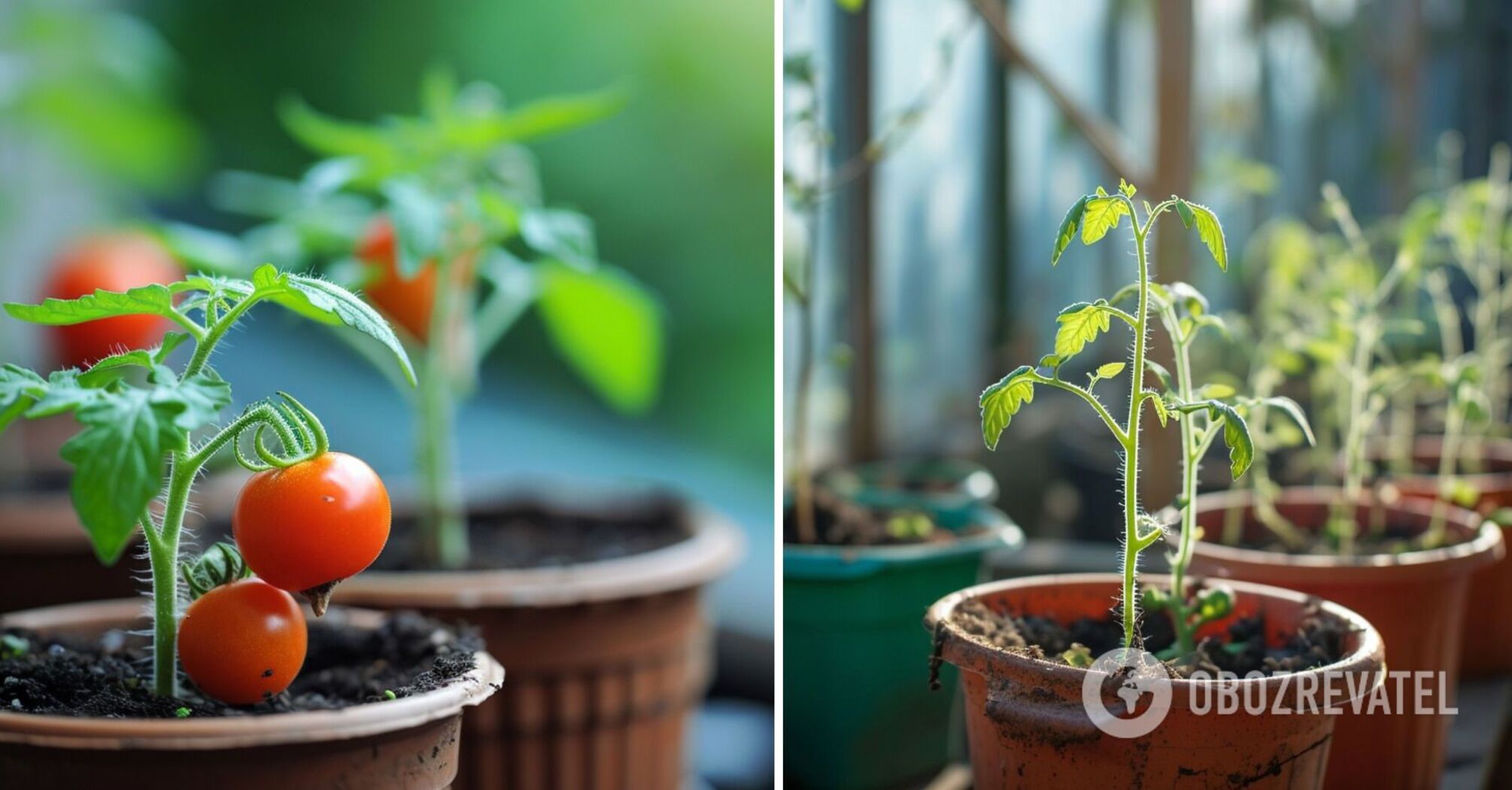 When to move tomato seedlings to a greenhouse and what temperature is suitable